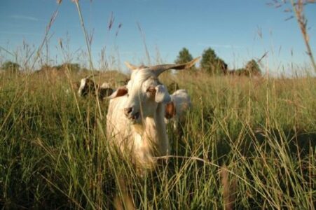 Rancho Cappuccino Case Study: The Initiatives Image